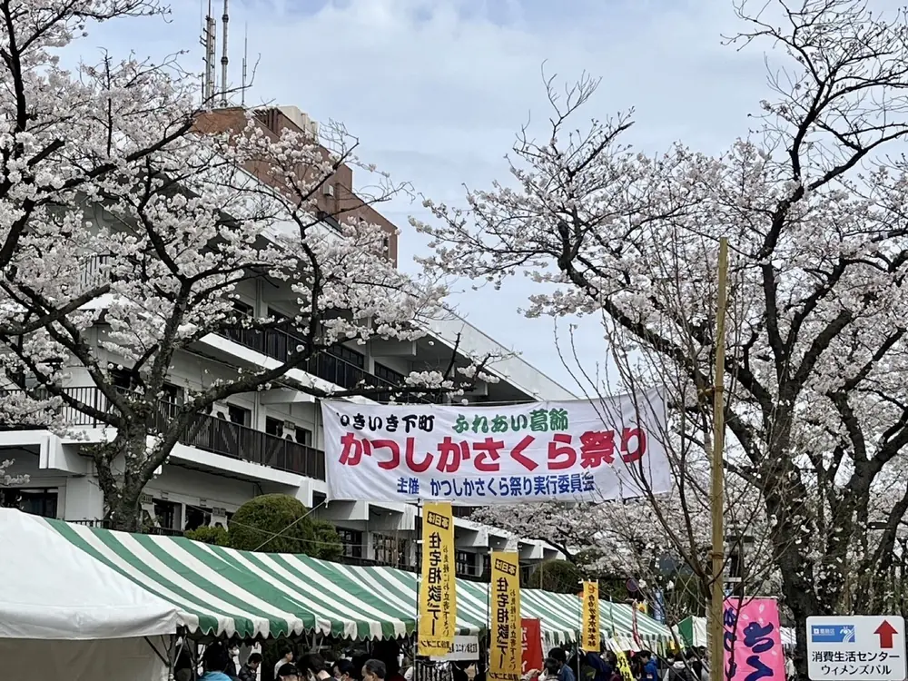 葛飾区役所前のさくら通りで開かれた、かつしかさくら祭りの会場。満開の桜の下に横断幕と模擬店のテントが並んでいる