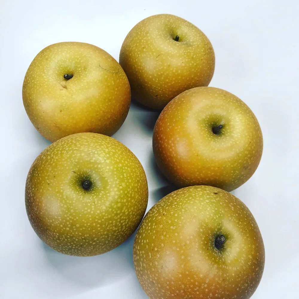 ご近所の方がおすそわけに届けてくださった梨。白い台の上に5つ並んでいる