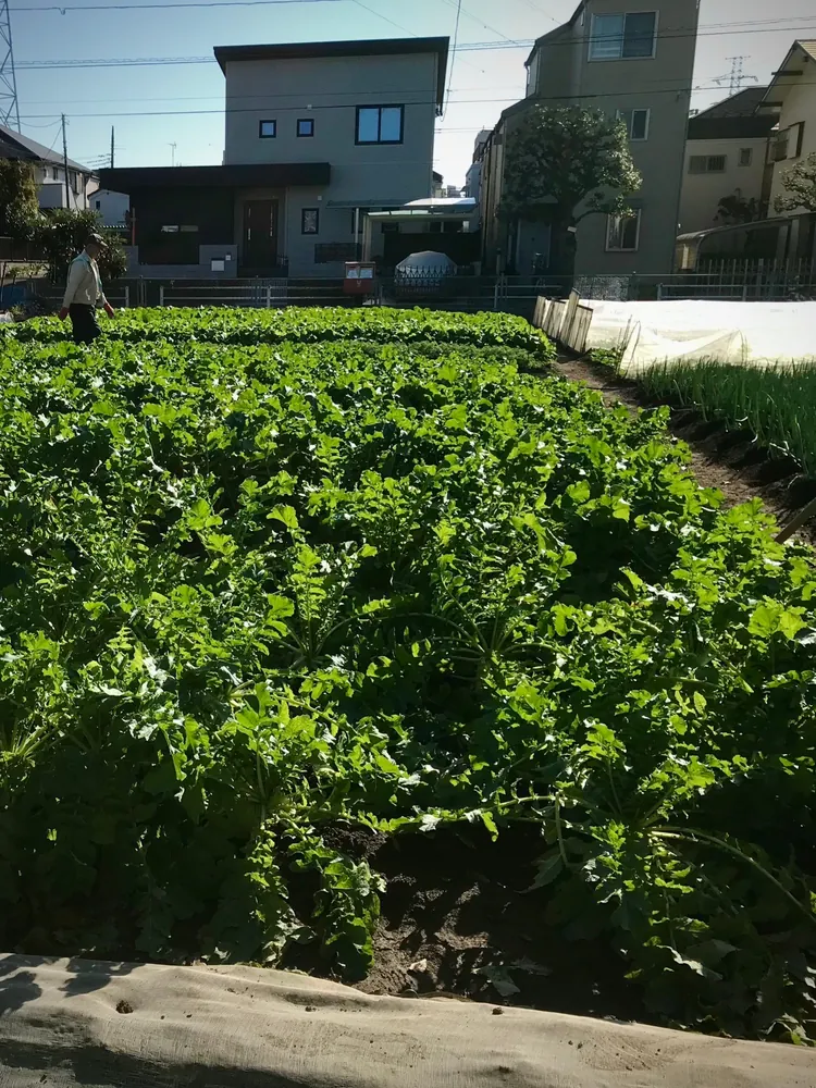 大根掘りに伺った葛飾区細田の畑。無農薬で育てられた大根の葉が一面に茂っている